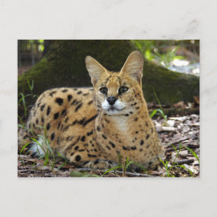 Carte Postale serval 015