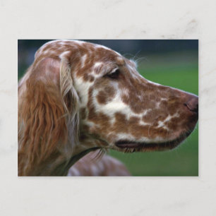 Carte Postale Setter anglais