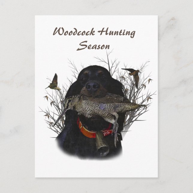 Carte Postale Setter Gordon  (Devant)