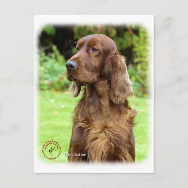 Carte Postale Setter irlandais 9T004D-286 (Devant)
