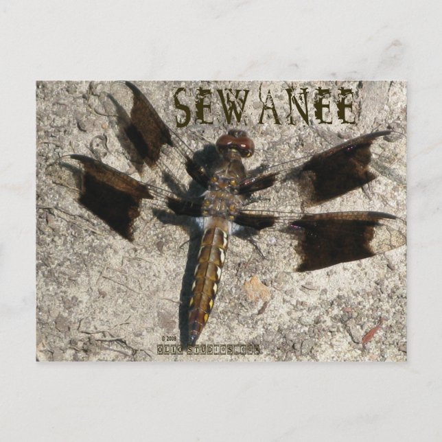 Carte Postale Sewanee Dragonfly - OlioStudios.com (Devant)