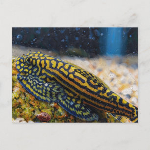 Carte Postale Sewellia lineolata loach de rivière