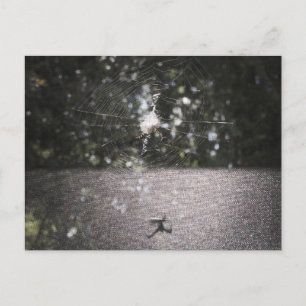 Carte Postale Shadow of the Orb Weaver - Spider Photo