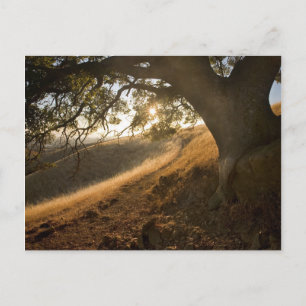 Carte postale Shady Oak et California Susnet