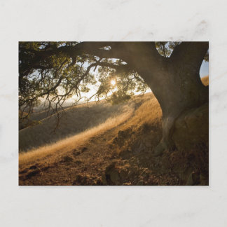 Carte postale Shady Oak et California Susnet