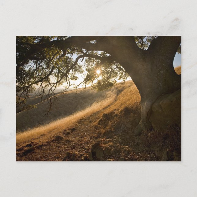 Carte postale Shady Oak et California Susnet (Devant)