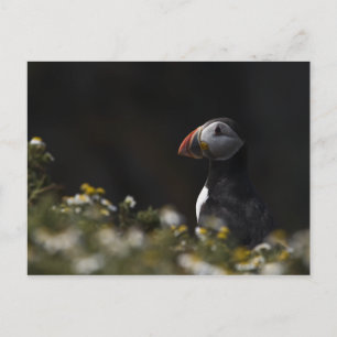 Carte Postale Shady Puffin