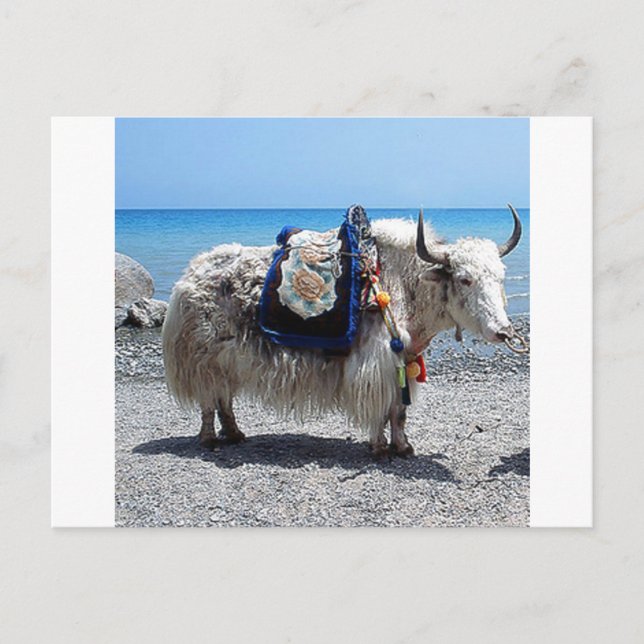 Carte Postale Shaggy Yak portant un sac très CO (Devant)