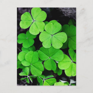 Carte Postale Shamrock
