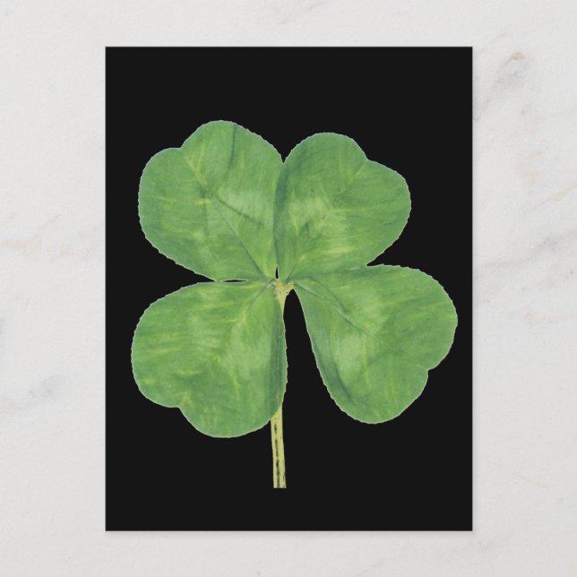 Carte Postale Shamrock à quatre feuilles Lucky (Devant)