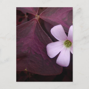 Carte postale Shamrock feuille violet