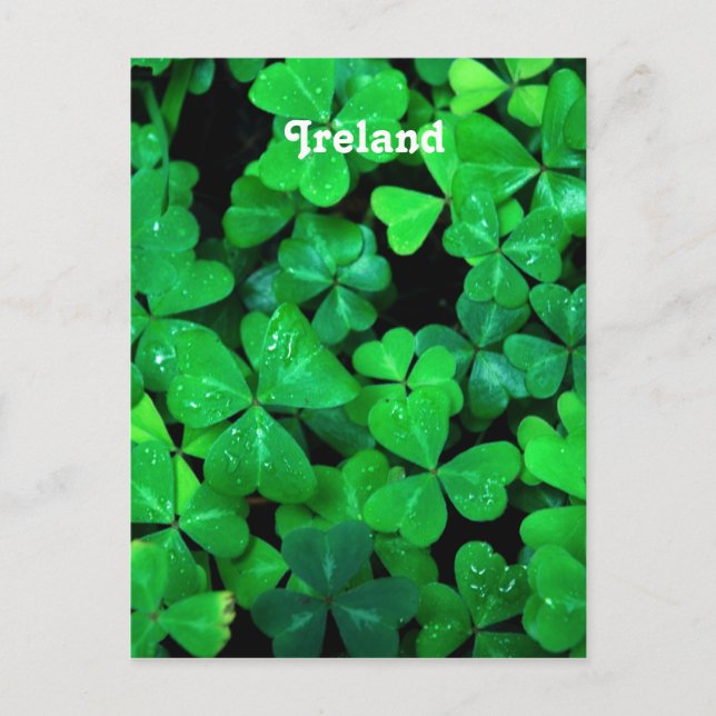 Carte Postale Shamrock irlandais (Devant)