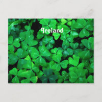 Shamrock irlandais