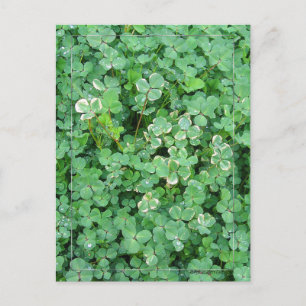 Carte postale Shamrock vert et blanc