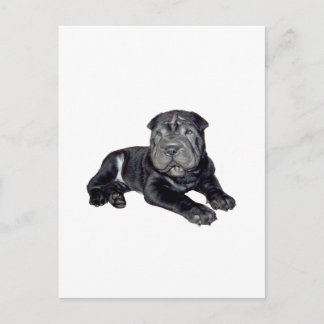Carte Postale Shar-Pei Chinois - chiot noir