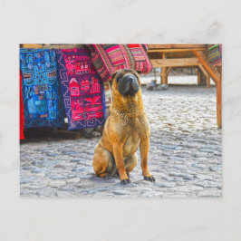 Carte Postale Shar Pei Dog, Ollantaytambo, Pérou