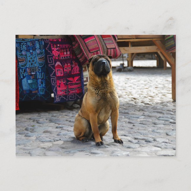 Carte Postale Shar Pei Dog, Ollantaytambo, Pérou (Devant)