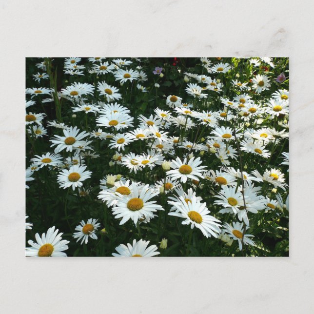 Carte Postale Shasta Daisies (Devant)