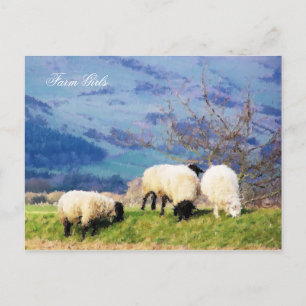 CARTE POSTALE SHEEP