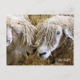 CARTE POSTALE SHEEP