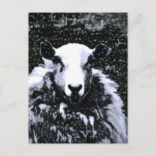 CARTE POSTALE SHEEP