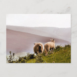 CARTE POSTALE SHEEP