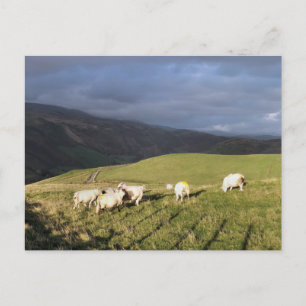 CARTE POSTALE SHEEP DE MONTAGNE