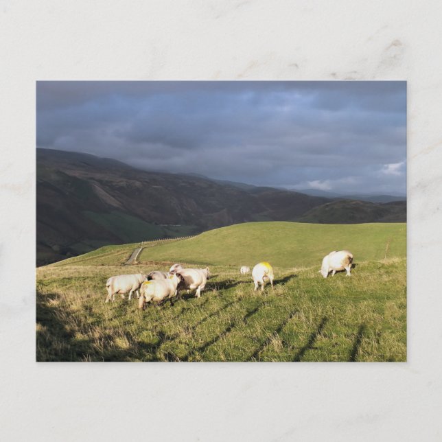 CARTE POSTALE SHEEP DE MONTAGNE (Devant)
