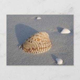 Carte Postale Shell maritime