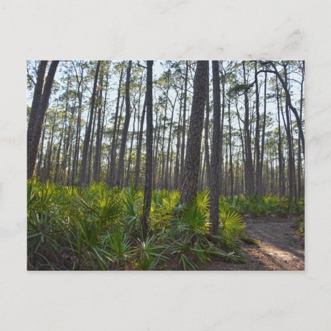 Carte Postale Shell Mound Park Trail, île Dauphin, AL (Devant)