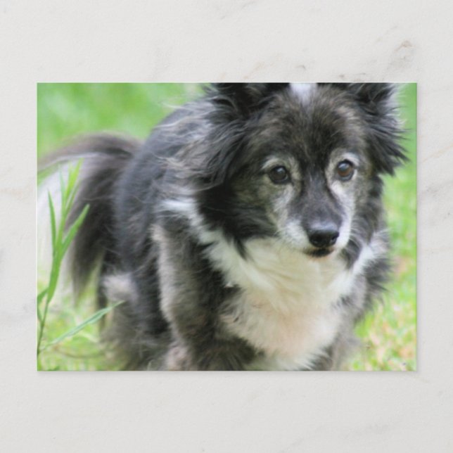 Carte postale Shelty Puppy Chien (Devant)