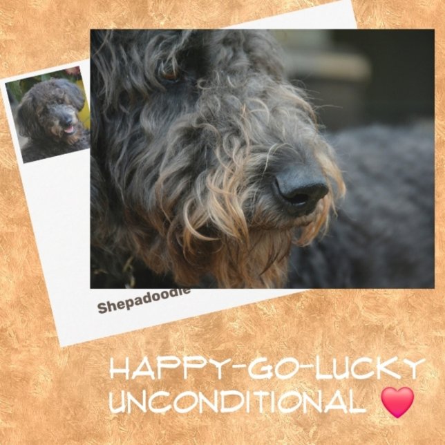 Carte Postale Shepadoodle Chien Portrait photographique (Créateur téléchargé)