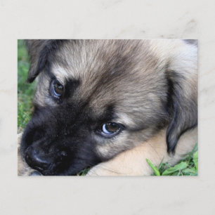 Carte postale Shepherd Puppy Photo