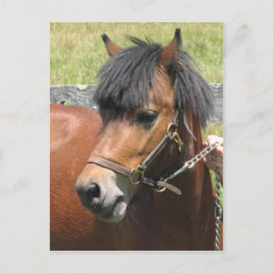 Carte postale Shetland Pony Design