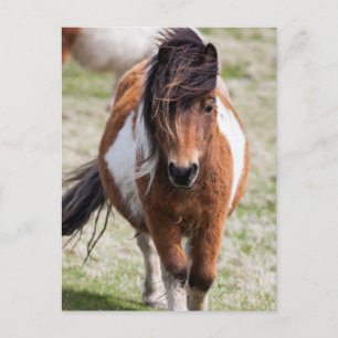 Carte Postale Shetland Pony, Shetland Islands