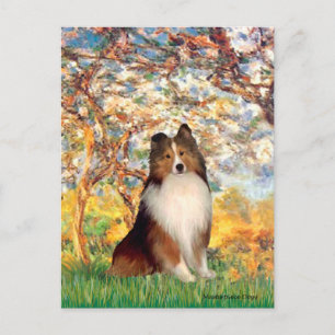 Carte Postale Shetland Sheepdog 1 - Printemps