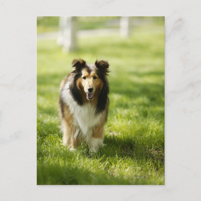 Carte Postale Shetland Sheepdog courant sur l'herbe (Devant)