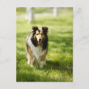 Carte Postale Shetland Sheepdog courant sur l'herbe
