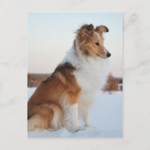 Carte Postale Shetland sheepdog produit papier