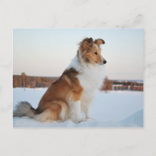 Carte Postale Shetland sheepdog produit papier