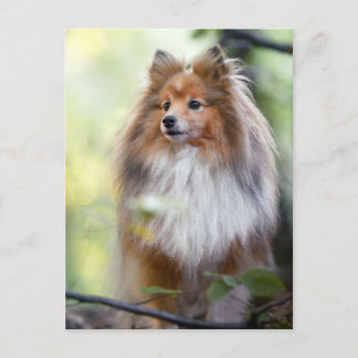 Carte Postale Shetland Sheepdog Shelter petit chien en forêt Jig