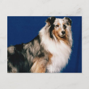 Carte Postale Shetlie (Merle)