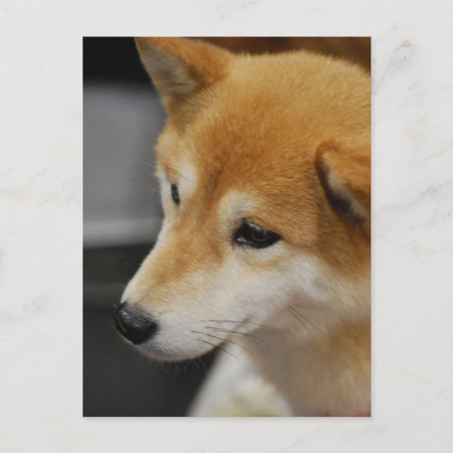 Carte postale Shiba Inu (Devant)