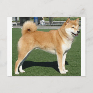 Carte Postale Shiba Inu plein