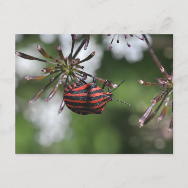 Carte postale Shieldbug par bandes (Devant)