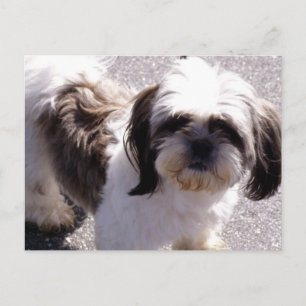 Carte postale Shih Tsu Puppy
