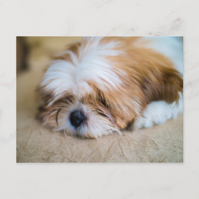 Carte Postale Shih Tzu (Devant)