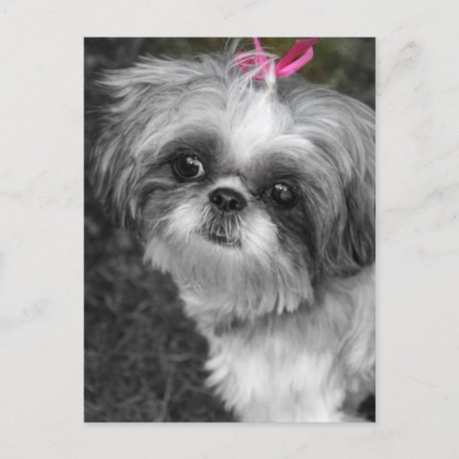 Carte postale Shih Tzu (Devant)