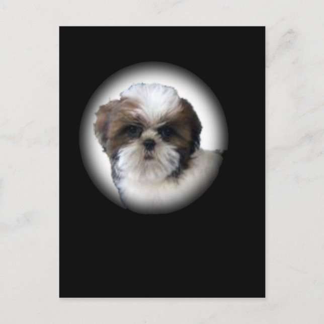 Carte Postale Shih-Tzu (Devant)