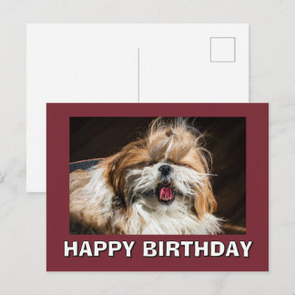 Carte Postale Shih tzu bâillant langue drôle mignon Joyeux anniv